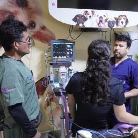 Totalmente equipados Veterinaria totalmente equipada