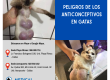 peligros de los anticonceptivos en gatas