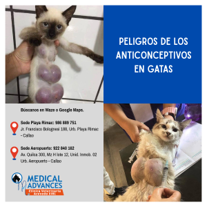 peligros de los anticonceptivos en gatas